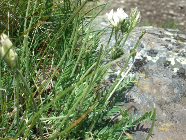 yellow oxytropis / Oxytropis campestris