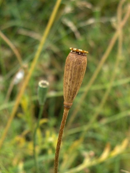 long-headed poppy / Papaver dubium: The fruiting capsules of _Papaver dubium_ are much longer than wide, usually with 7–9 openings at the apex.