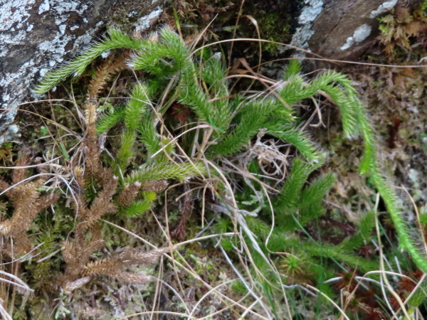 stag’s-horn clubmoss / Lycopodium clavatum: The long white (or red-brown) hair-points on the leaves of _Lycopodium clavatum_ separate it from all our other clubmosses, even in the vegetative state.