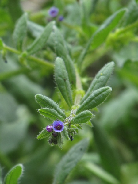 madwort / Asperugo procumbens: The flowers of _Asperugo procumbens_ are small and blue to purple.