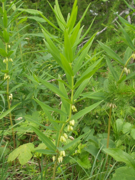 whorled Solomon’s-seal / Polygonatum verticillatum: _Polygonatum verticillatum_ has narrow, whorled leaves; it grows in a few steep wooded valleys over basic rocks in Perthshire and Angus.