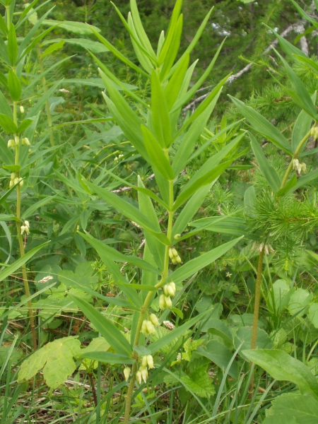 whorled Solomon’s-seal / Polygonatum verticillatum