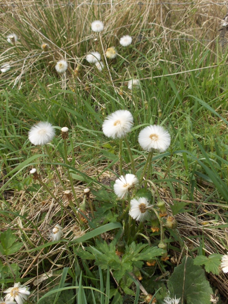 coltsfoot / Tussilago farfara: _Tussilago farfara_ spread by wind-borne seeds; it is native everywhere in the British Isles except Shetland
