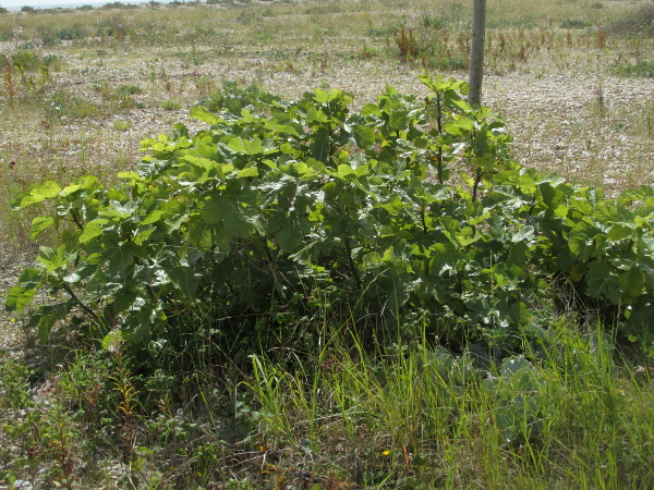 fig / Ficus carica: _Ficus carica_ is a casual shrub in the British Isles, arising from seeds that have been discarded, including those in sewage.