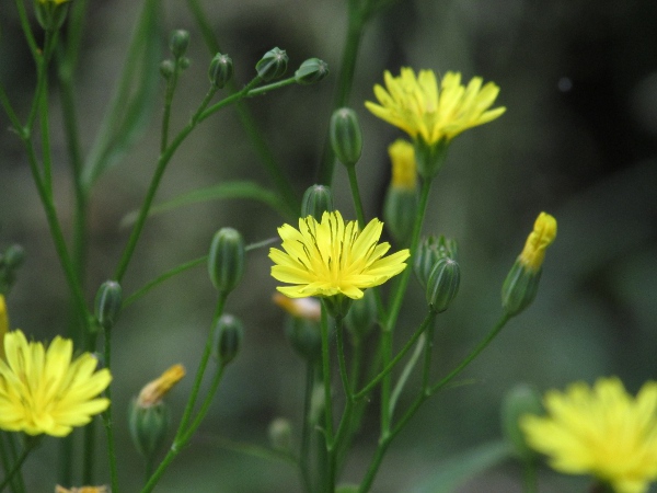 nipplewort / Lapsana communis: _Lapsana communis_ is well-branched with many inflorescences, each up to 20 mm across.