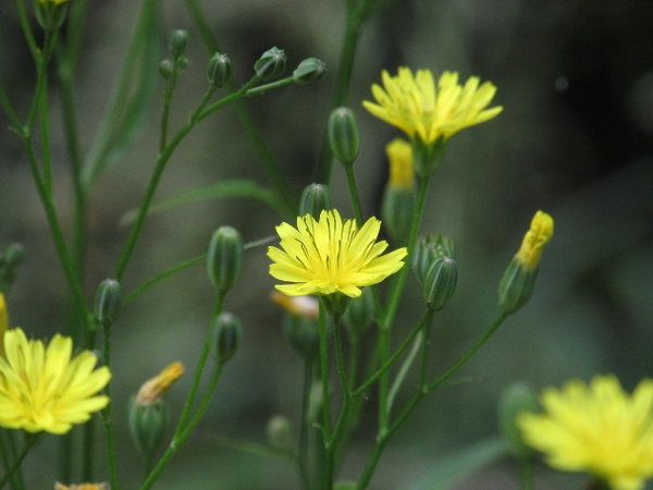 nipplewort / Lapsana communis: _Lapsana communis_ is well-branched with many inflorescences, each up to 20 mm across.