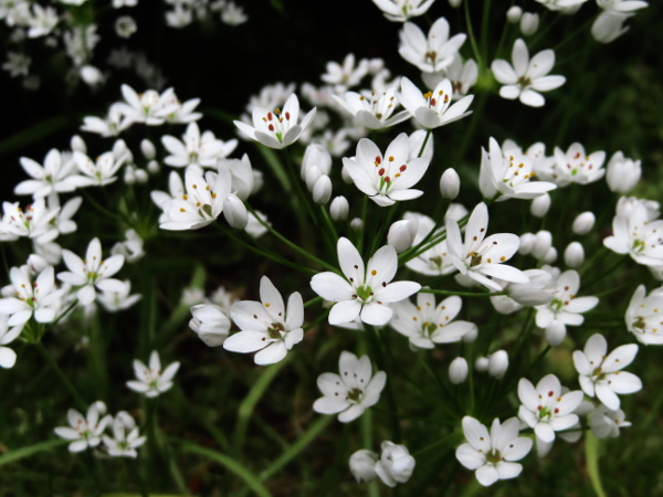 hairy garlic / Allium subhirsutum