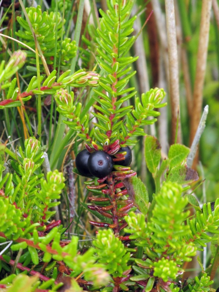 dioecious crowberry / Empetrum nigrum subsp. nigrum: The flowers of _Empetrum nigrum_ subsp. _nigrum_ have 3 sepals, 3 petals and 3 stamens; female plants produce black berries.