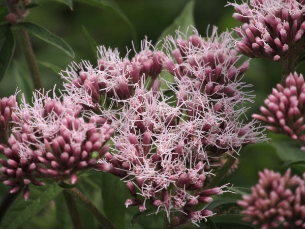 hemp agrimony / Eupatorium cannabinum