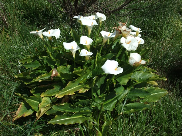 altar lily / Zantedeschia aethiopica: _Zantedeschia aethiopica_ is a South African species that has become established in the warmer parts of the British Isles and other areas around the world with a similar climate.