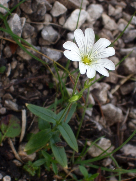 field mouse-ear / Cerastium arvense: _Cerastium arvense_ grows in dry, often base-rich, soils; in Britain, it is more common in the east, but in Ireland, it is most abundant in the Burren.