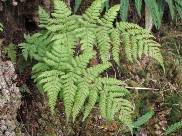 broad buckler-fern / Dryopteris dilatata: _Dryopteris dilatata_ is common throughout the British Isles; the pinnules of its lowest pinnae are usually much longer on the proximal than the distal side.