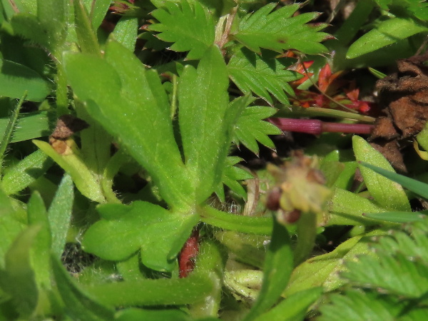 hairy buttercup / Ranunculus sardous