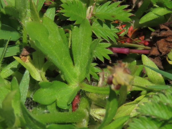 hairy buttercup / Ranunculus sardous: The leaves of _Ranunculus sardous_ are 3-lobed and conspicuously hairy.