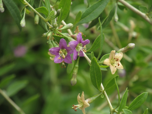 Duke of Argyll’s teaplant / Lycium barbarum: The flowers of _Lycium barbarum_ are less deeply divided than those of _Lycium chinense_ and have hardly branching veins.