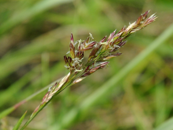 meadow fescue / Schedonorus pratensis