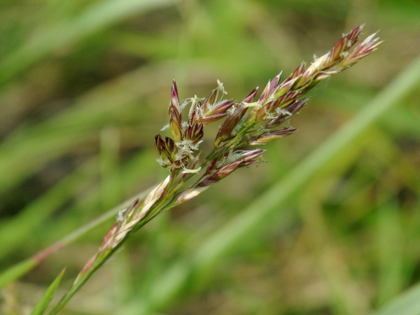 meadow fescue / Schedonorus pratensis: _Schedonorus pratensis_ (formerly _Festuca pratensis_) is a common and widespread grass of meadows and waste ground.