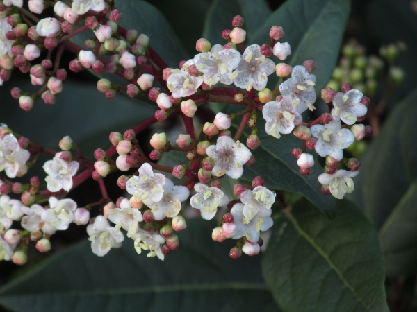 laurustinus / Viburnum tinus: The smooth leaf surfaces distinguish _Viburnum tinus_ from the other evergreen species in the genus: _Viburnum rhytidophyllum_ and _Viburnum_ × _rhytidophylloides_.