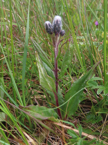 Alpine sawwort / Saussurea alpina: _Saussurea alpina_ is a shy-flowering <a href="aa.html">Arctic–Alpine</a> plant of base-rich mountains; it is widespread in Scotland but rare elsewhere.