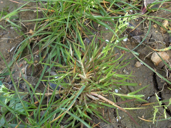 flattened meadow-grass / Poa compressa