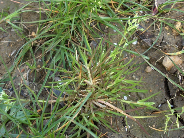 flattened meadow-grass / Poa compressa: The stems of _Poa compressa_ are distinctly flattened.