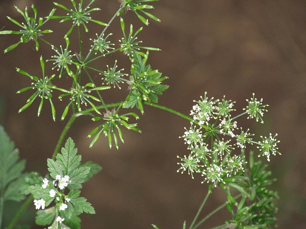 rough chervil / Chaerophyllum temulum: The fruits of _Chaerophyllum temulum_ are narrow, with slight rounded ridges along their length.