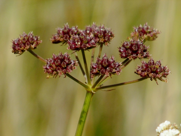 parsley water-dropwort / Oenanthe lachenalii: Some of the fruits of _Oenanthe lachenalii_ are on (short) branches; they each have 2 persistent styles, distinctly shorter than the rest of the fruit (in contrast to _Oenanthe pimpinelloides_ and _Oenanthe silaifolia_).