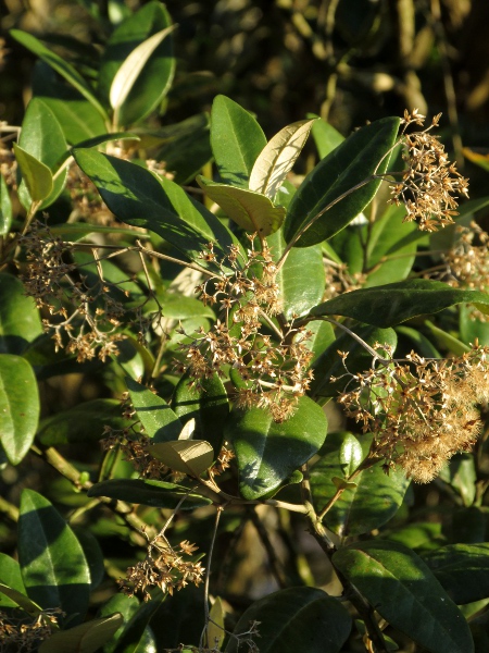 mangrove-leaved daisy-bush / Olearia avicenniifolia: _Olearia avicenniifolia_ is a hardy shrub with pointed evergreen leaves that are white-felted below; it produces corymbs of few-flowered heads in late summer (seen here in fruit).