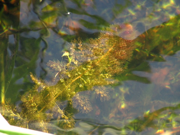 greater bladderwort / Utricularia vulgaris