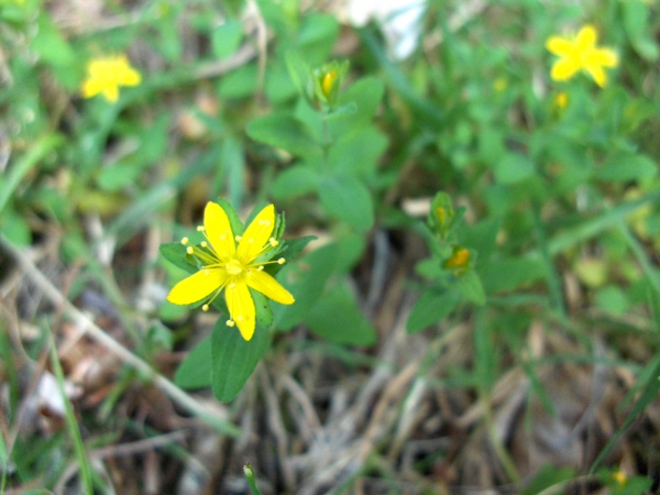 trailing St. John’s wort / Hypericum humifusum