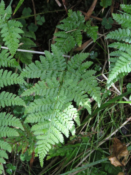 hay-scented buckler-fern / Dryopteris aemula: _Dryopteris aemula_ has glands on both surfaces of the leaf, and smells of newly mown hay when disturbed; it grows in Ireland and western Britain, with outlying populations in the New Forest, the Weald, the North York Moors and Orkney.