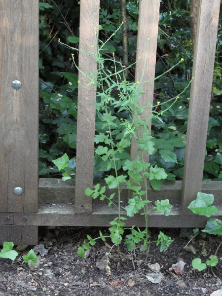 hedge mustard / Sisymbrium officinale