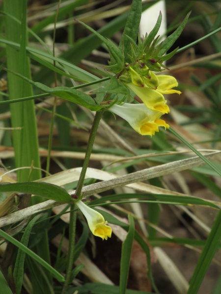 common cow-wheat / Melampyrum pratense: The bottom lip of a _Melampyrum pratense_ flower continues the line of the corolla tube, unlike that of _Melampyrum sylvaticum_.