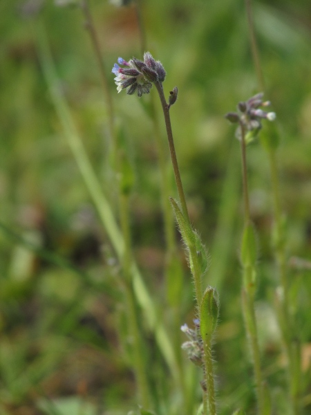 changing forget-me-not / Myosotis discolor