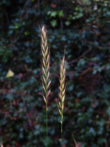 bearded couch / Elymus caninus: The inflorescence of _Elymus caninus_ is a simple 2-sided spike of sessile spikelets, with conspicuous, often sinuous, awns.