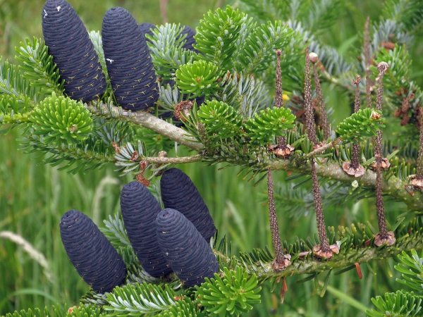 Caucasian fir / Abies nordmanniana: Young seed cones, and the stalks remaining from the previous year’s cones
