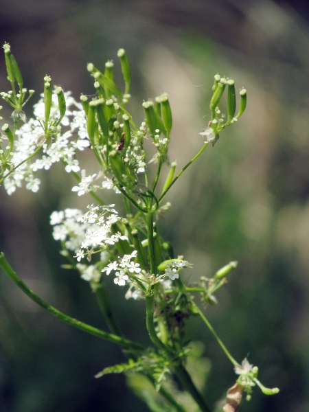 cow parsley / Anthriscus sylvestris