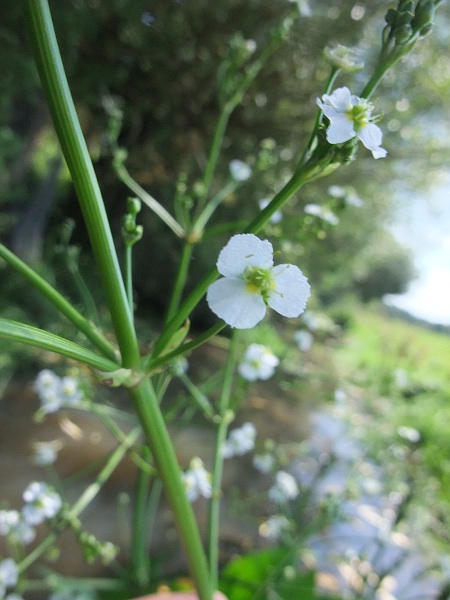 water plantain / Alisma plantago-aquatica: The flowers of _Alisma plantago-aquatica_ are bisexual (unlike those of _Sagittaria_), with 3 sepals, 3 petals and 6 stamens.