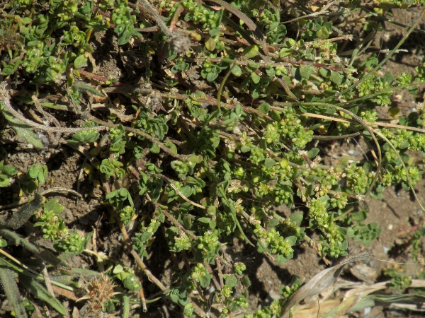 fringed rupturewort / Herniaria ciliolata: _Herniaria ciliolata_ has a fringe of hairs along each leaf-edge, but no hairs on the leaf surfaces.