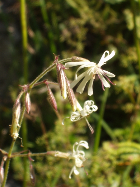 Nottingham catchfly / Silene nutans: Flowers
