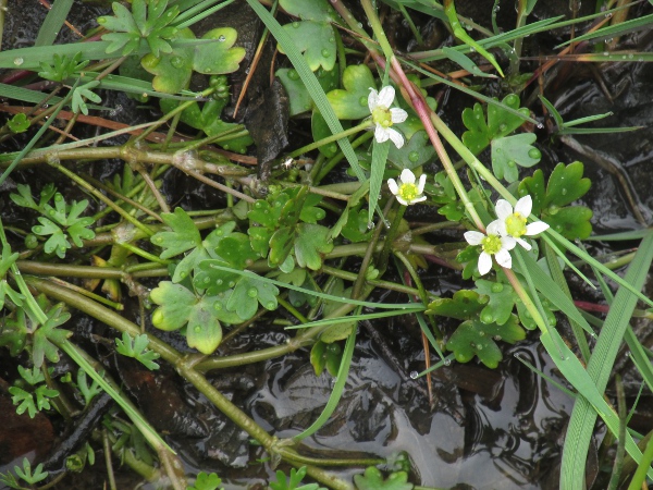 New Forest crowfoot / Ranunculus × novae-forestae