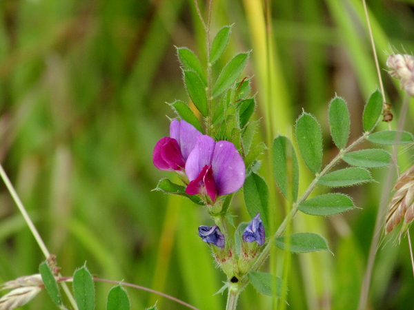 dark-fruited common vetch / Vicia sativa subsp. segetalis