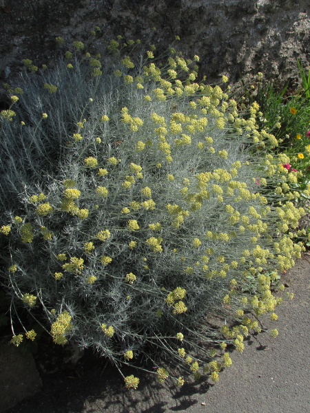 Italian everlasting-flower / Helichrysum italicum: _Helichrysum italicum_ is a popular garden herb, partly because of its curry-like aroma.