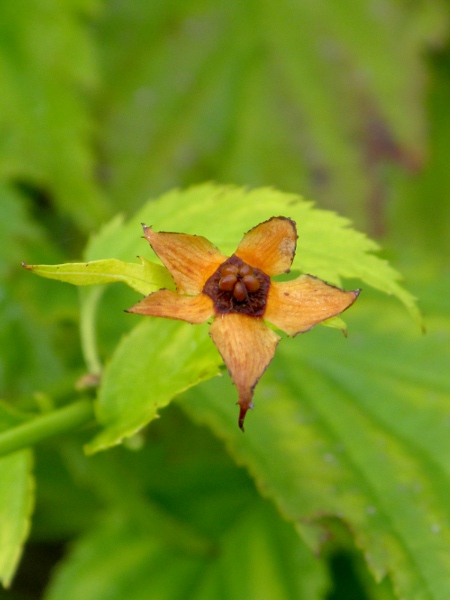 kerria / Kerria japonica: The non-<em>flore pleno</em> cultivars are fertile, and produce 5 small fruits per flower.