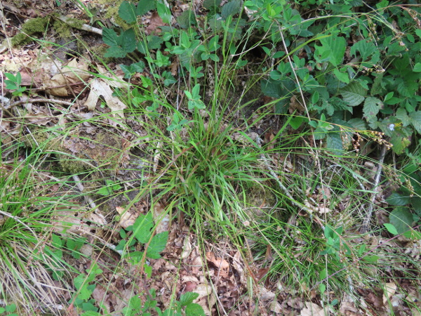 southern wood-rush / Luzula forsteri: _Luzula forsteri_ grows in woodlands over acidic soils in southern England and South Wales.