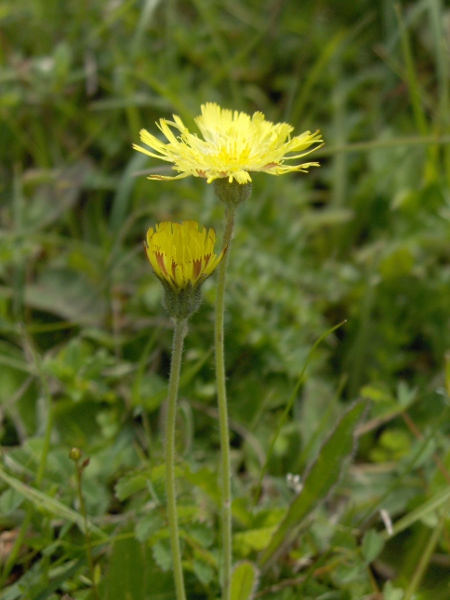 mouse-ear hawkweed / Pilosella officinarum: _Pilosella officinarum_ is a rather variable species of well-drained grasslands; each stem ends in a single flower-head.