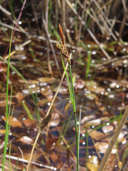 bog sedge / Carex limosa: _Carex limosa_ grows in wet bogs, mostly in the north and west of Scotland, Ireland and Wales.