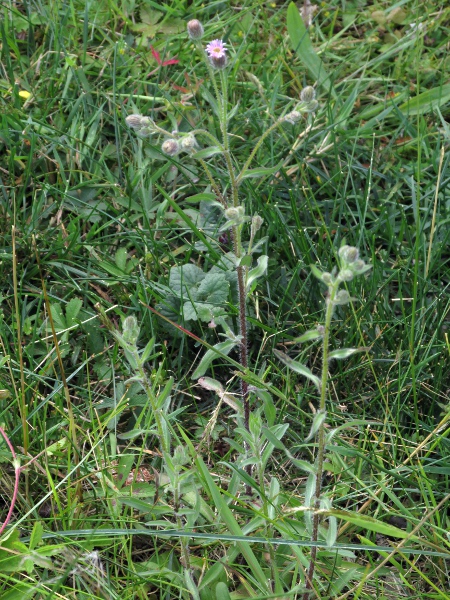 blue fleabane / Erigeron acris