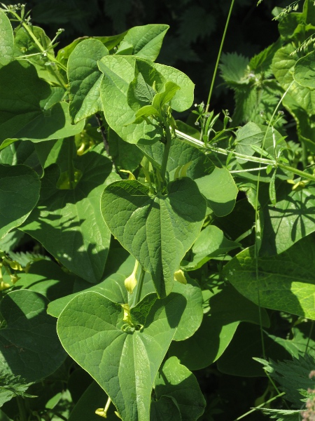 birthwort / Aristolochia clematitis