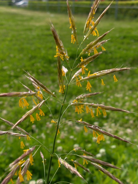 upright brome / Bromopsis erecta: Inflorescence